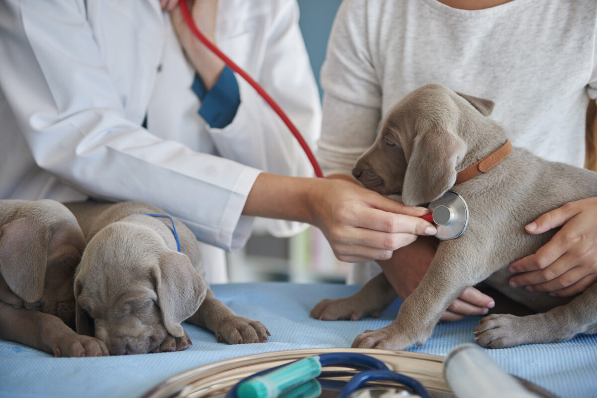 ¿Cuánto ganan los veterinarios en Europa?