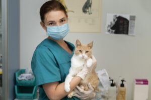 antes de cambiar de clínica veterinaria