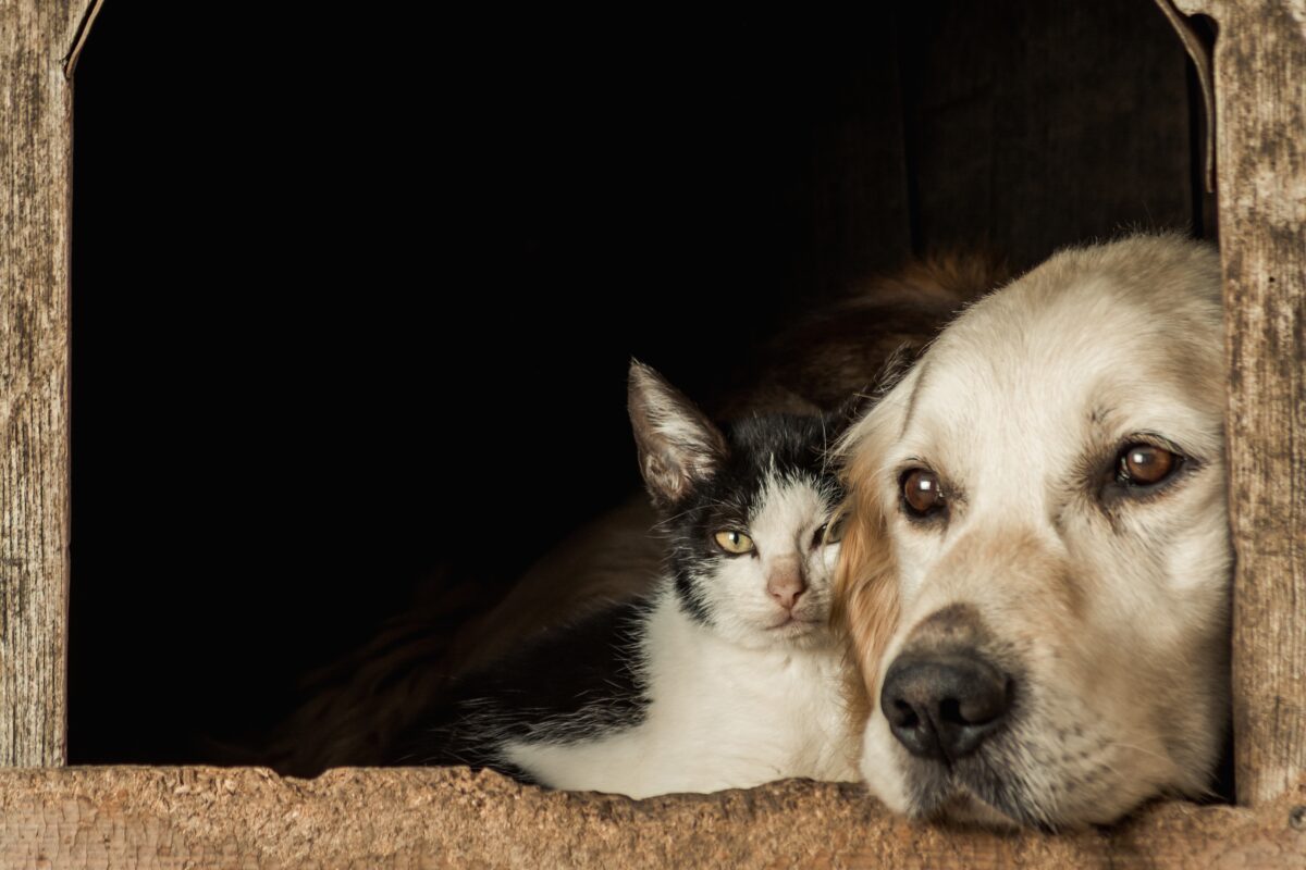 50 curiosidades veterinarias sorprendentes que todo profesional debería conocer