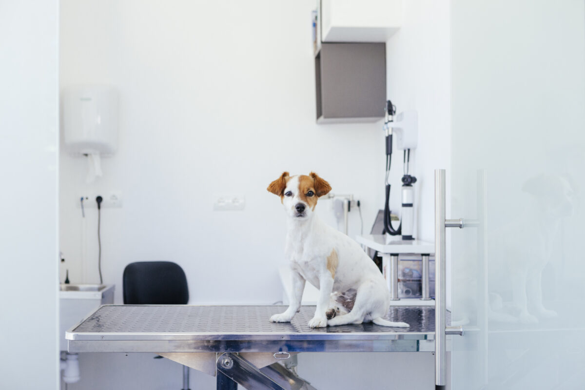 Diferencias entre trabajar en clínica, hospital y empresa farmacéutica (para veterinarios)