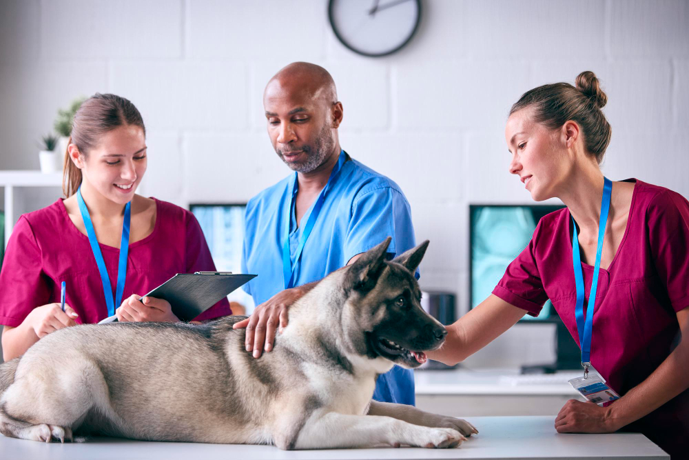 mejorar ambiente laboral veterinario