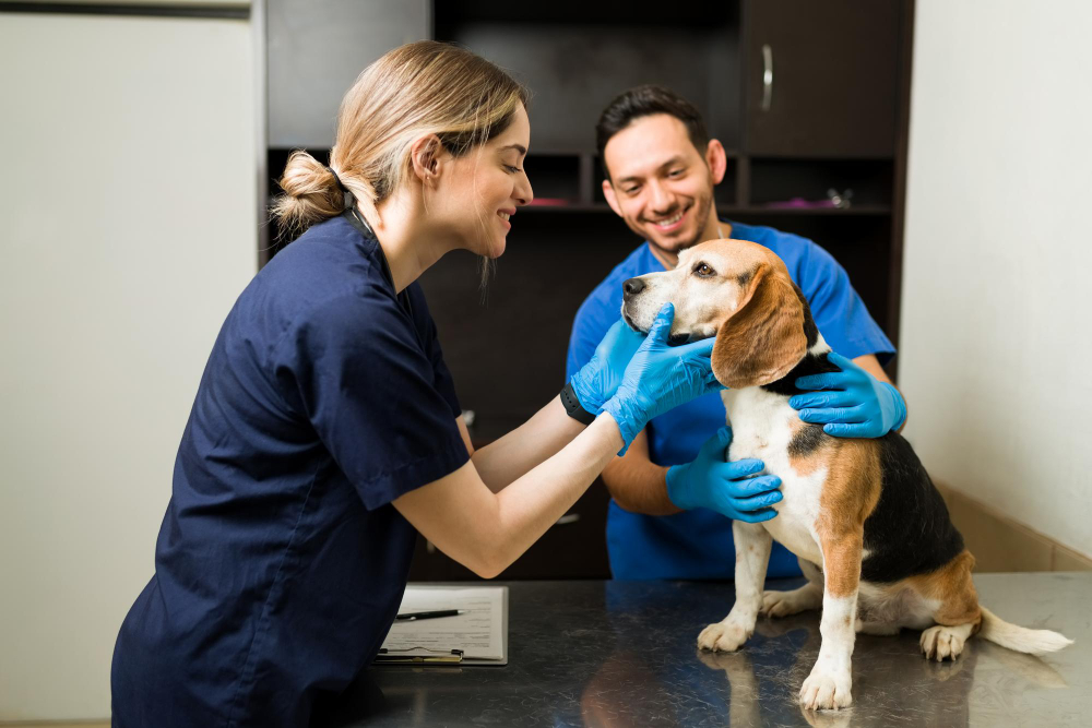 veterinarios jovenes